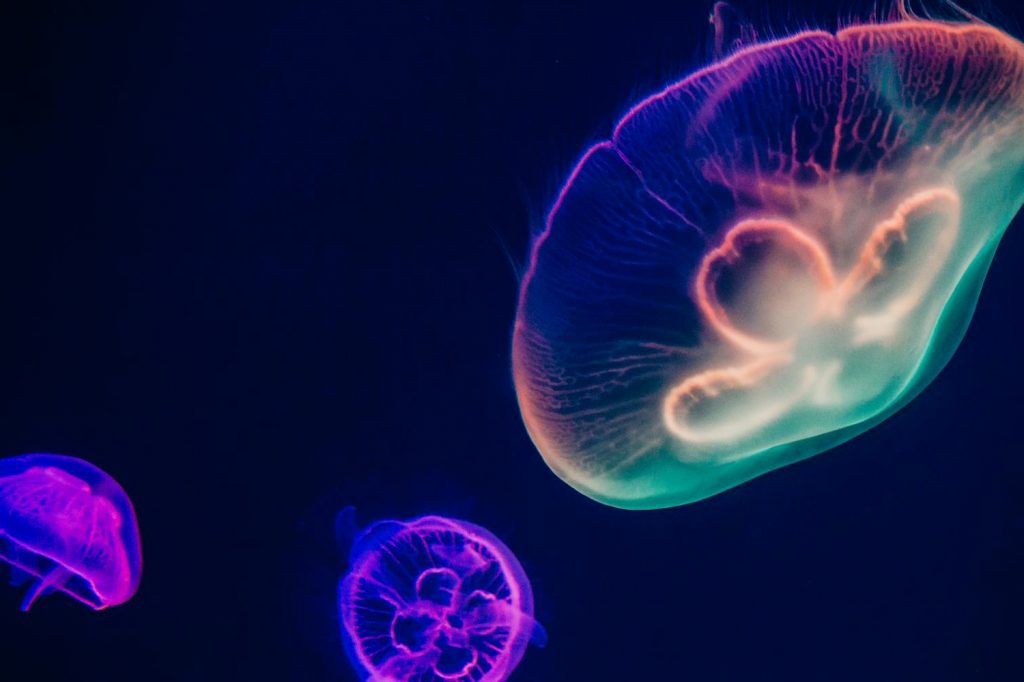 three multicolored jellyfishes